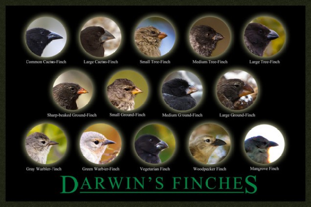 darwin's finches