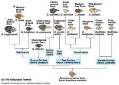 taxonomy finches